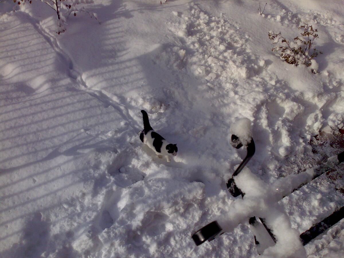 Виллы Vila Bearpeak Предял-26